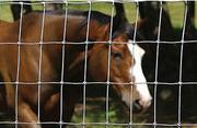 Cattle Fence for Breeding Cattle,  Deer,  Horse,  Sheep